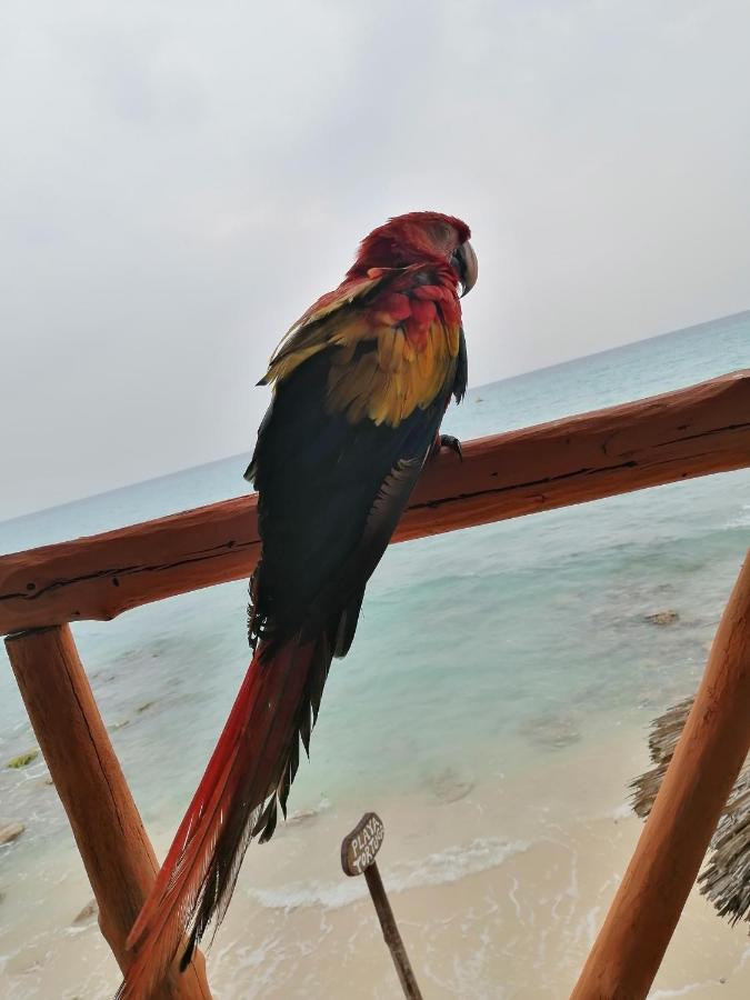 Playa Tortuga Cabana ปลายาบลังกา ภายนอก รูปภาพ